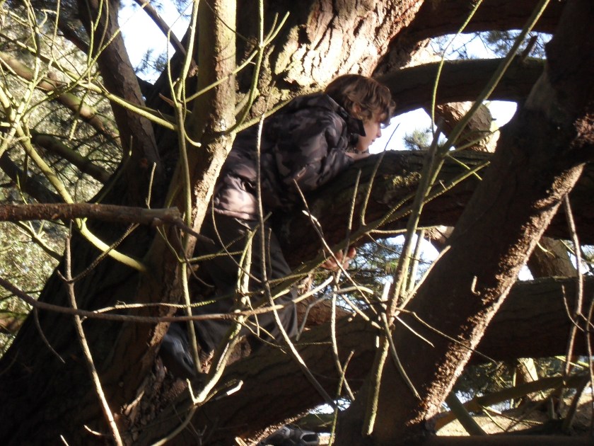 Tree climbing, Holkham Meals