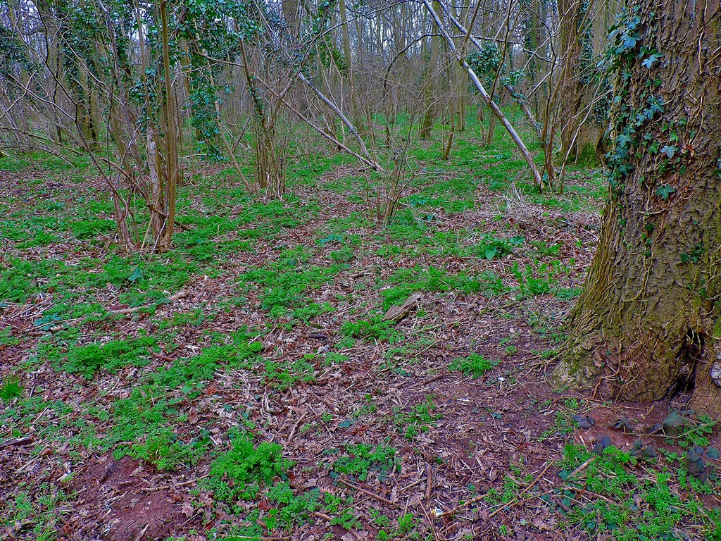 Gaywood & The&nbsp;Rookery