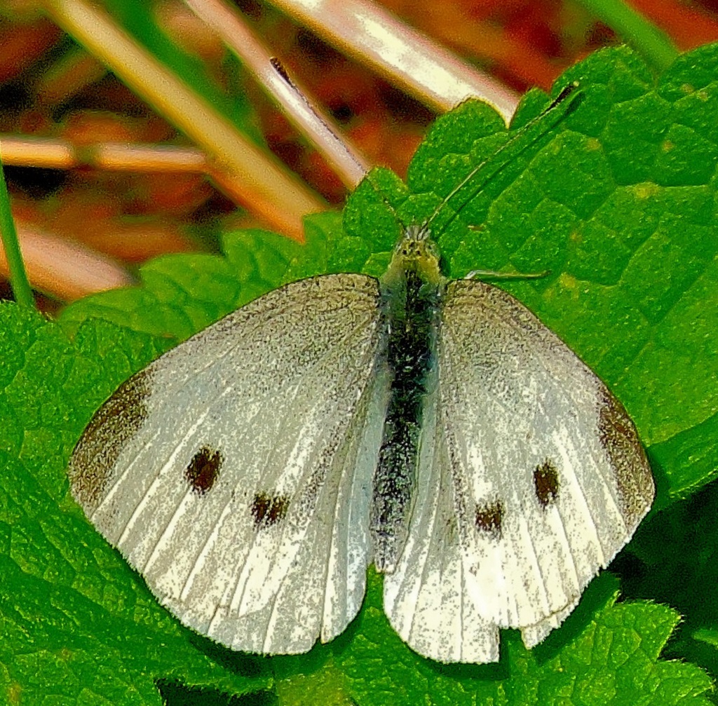 butterfly-close-up