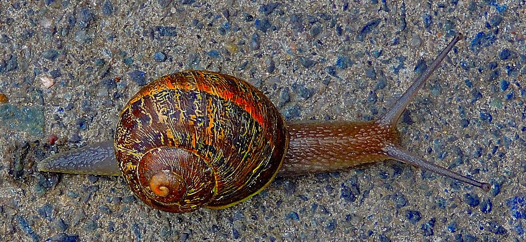snail-cb
