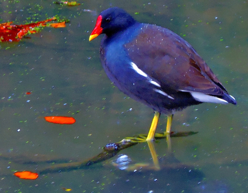 moorhen-reduced