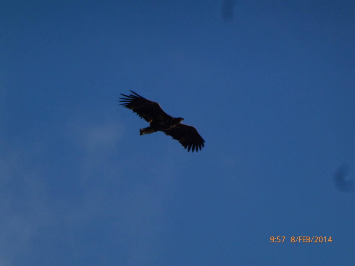 Låt örnen flyga – Where eagles&nbsp;fly