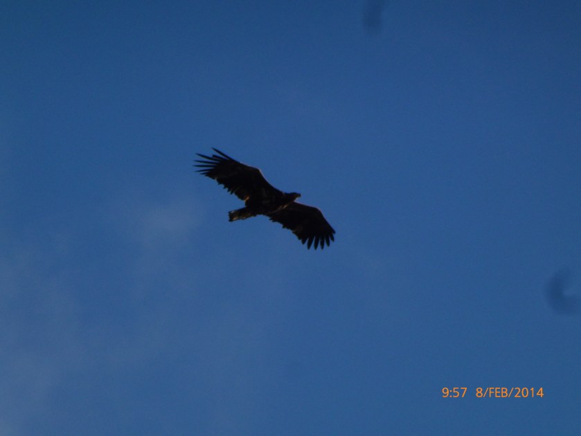 Sea Eagle at Käftudden Trosa