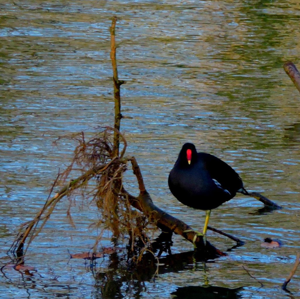 Pictures and Petitions