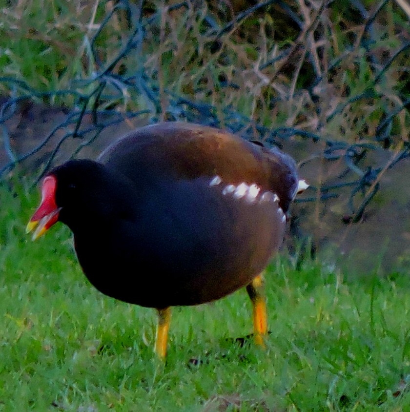 moorhen2