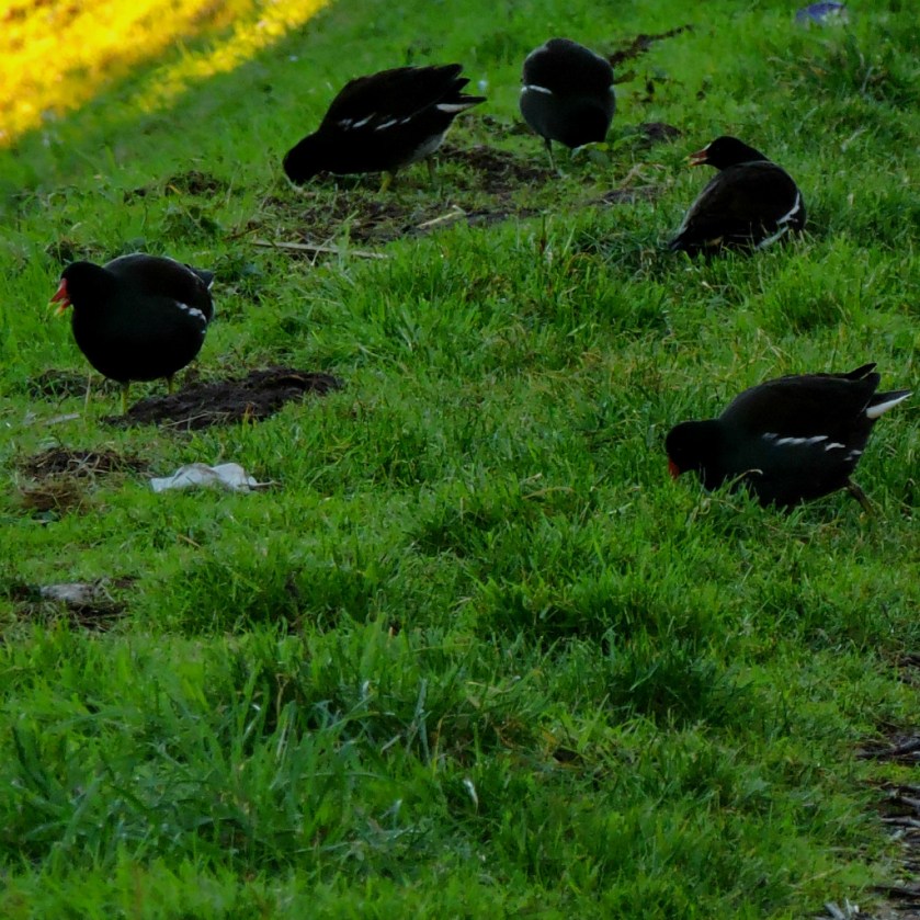 moorhens