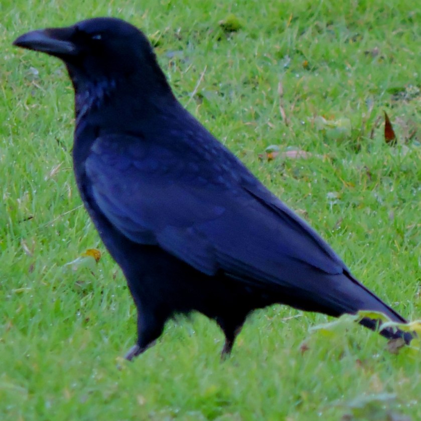 raven