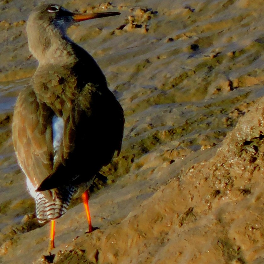 small-wader2