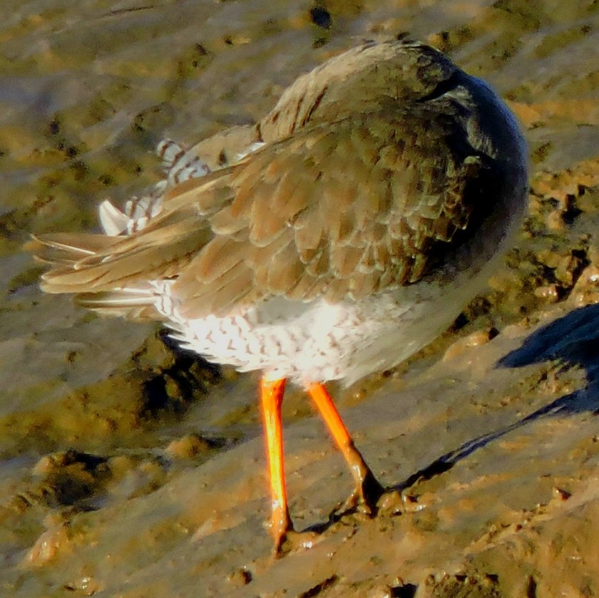 small-wader3