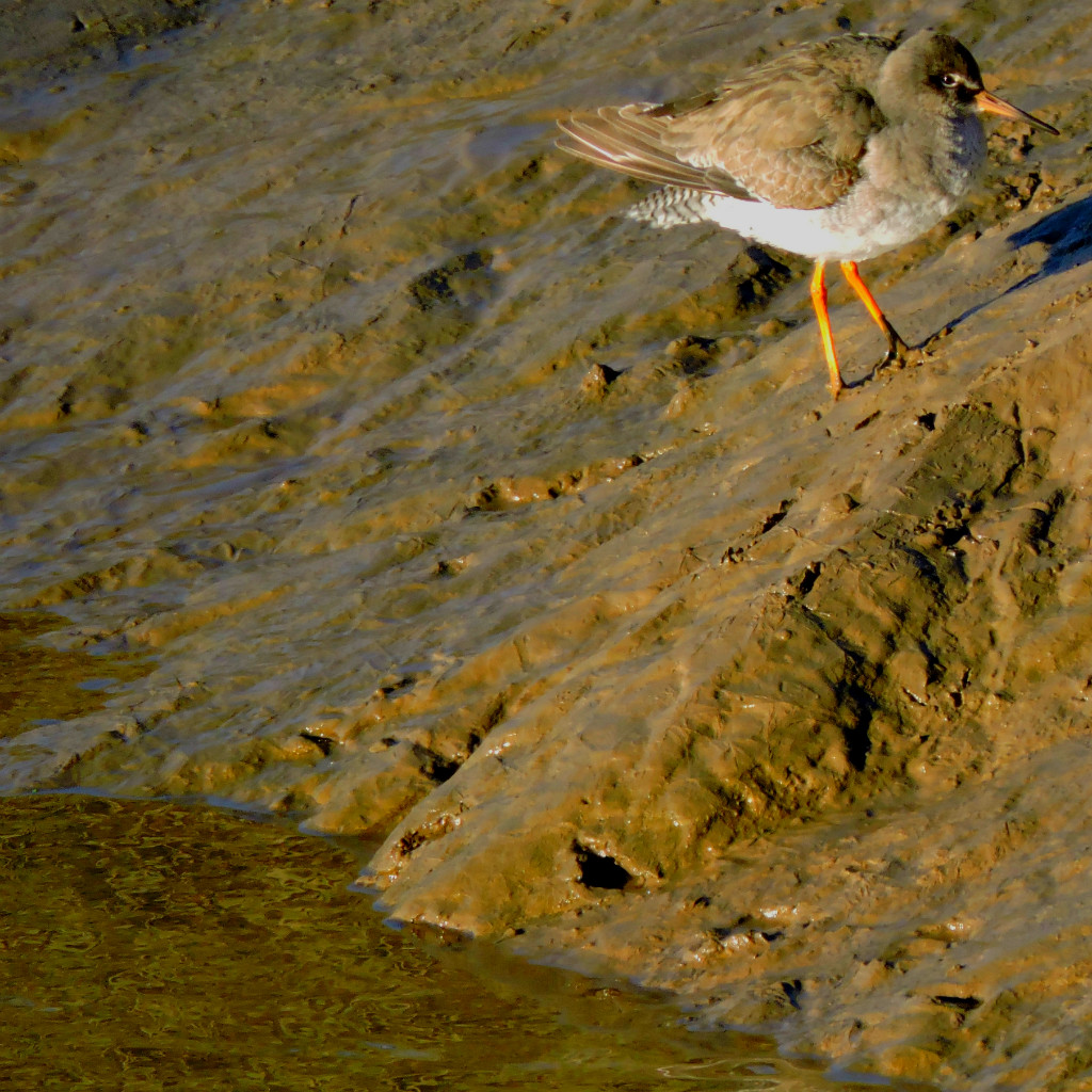 small-wader4