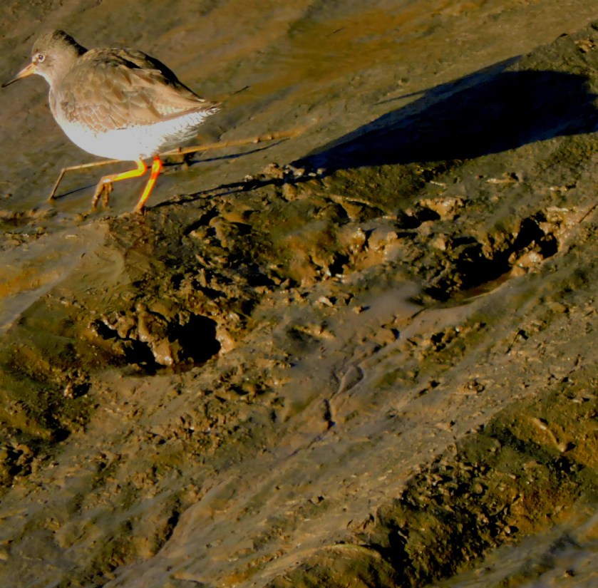 small-wader6
