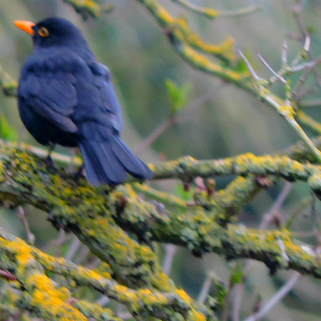 Blackbird in branches
