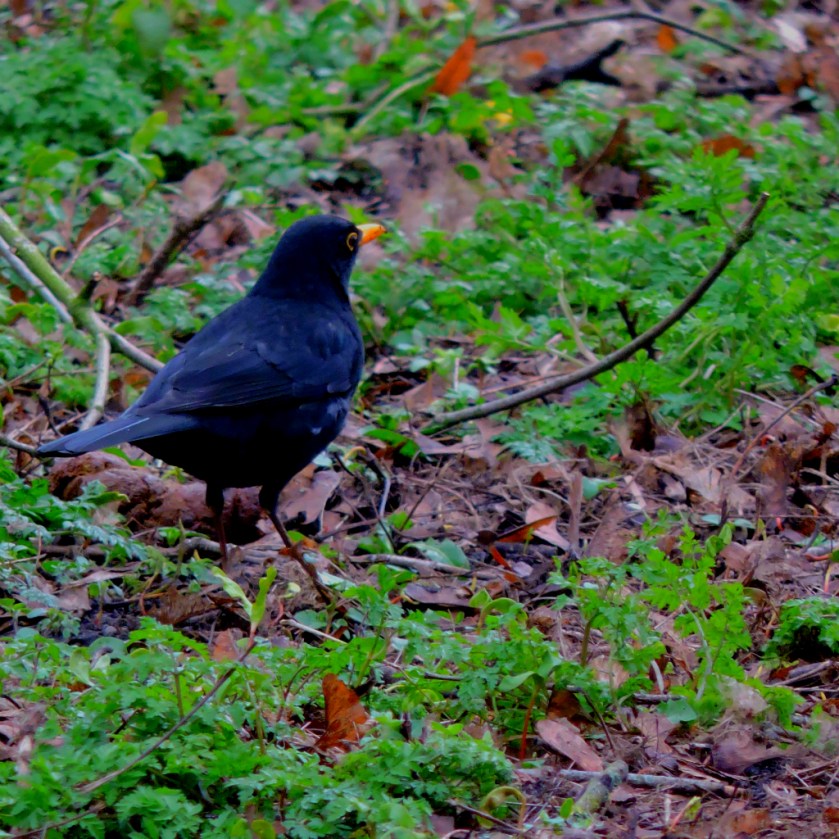 Blackbird2