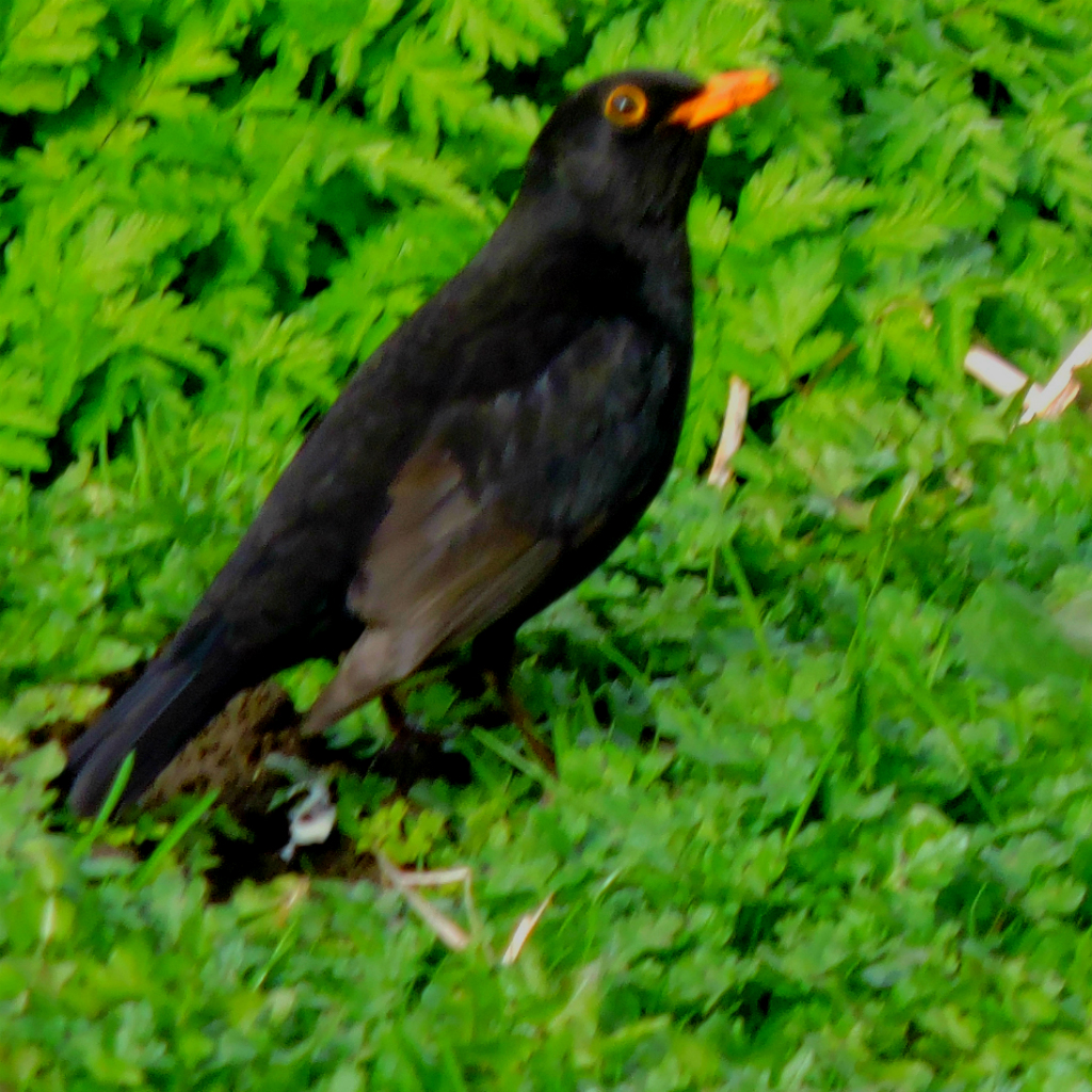 Blackbird3