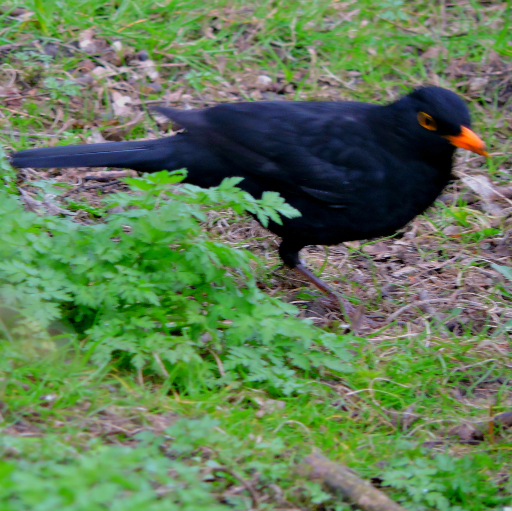 blackbird3
