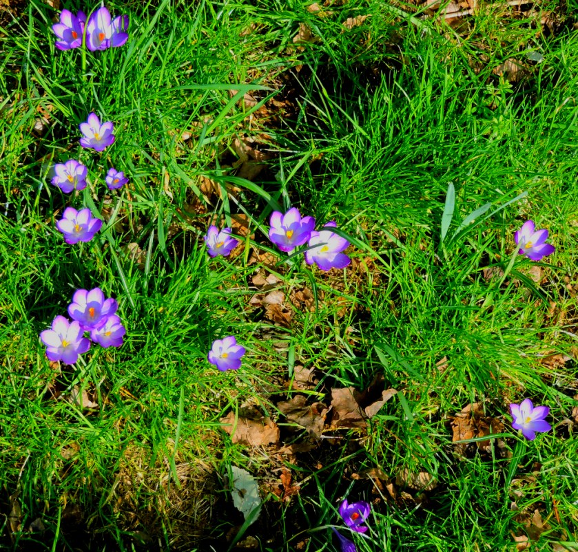 crocuses