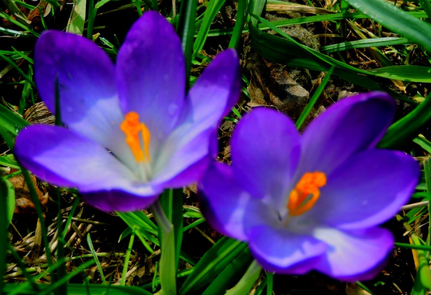 crocuses1