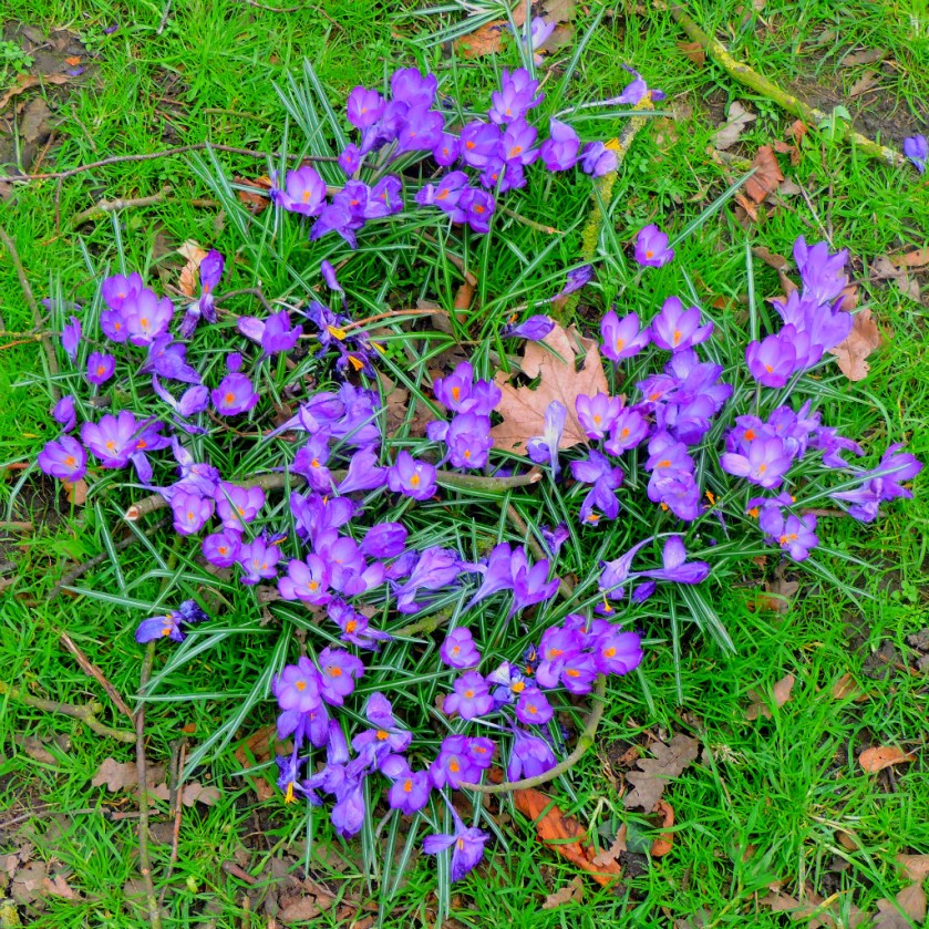 crocuses
