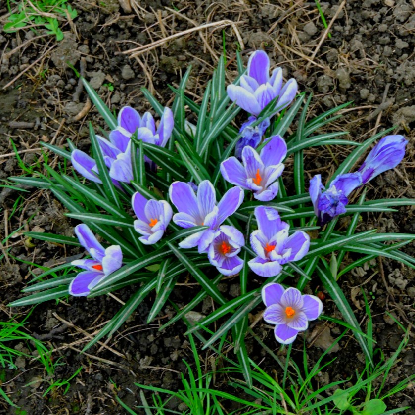 crocuses
