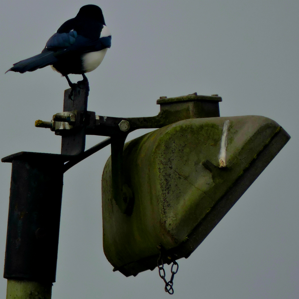 magpie