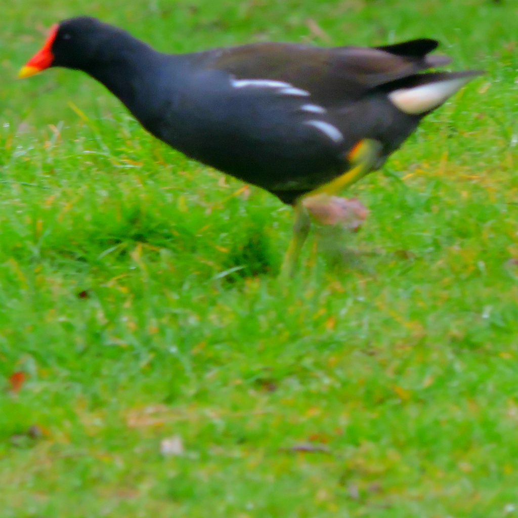 Moorhen