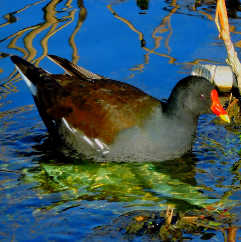 Moorhen1