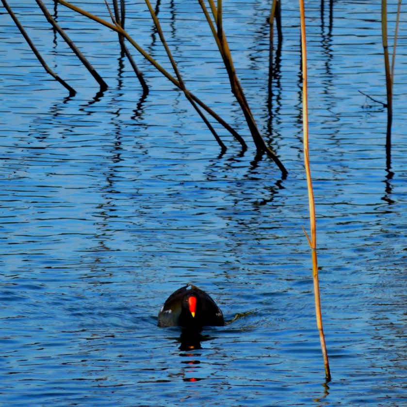 moorhen2