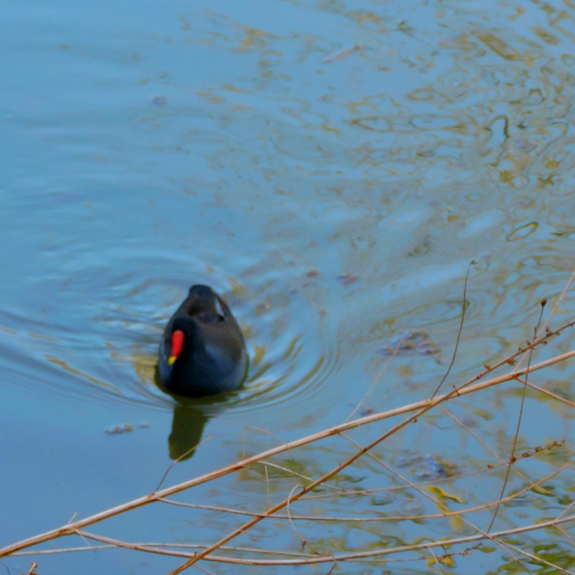Moorhen2