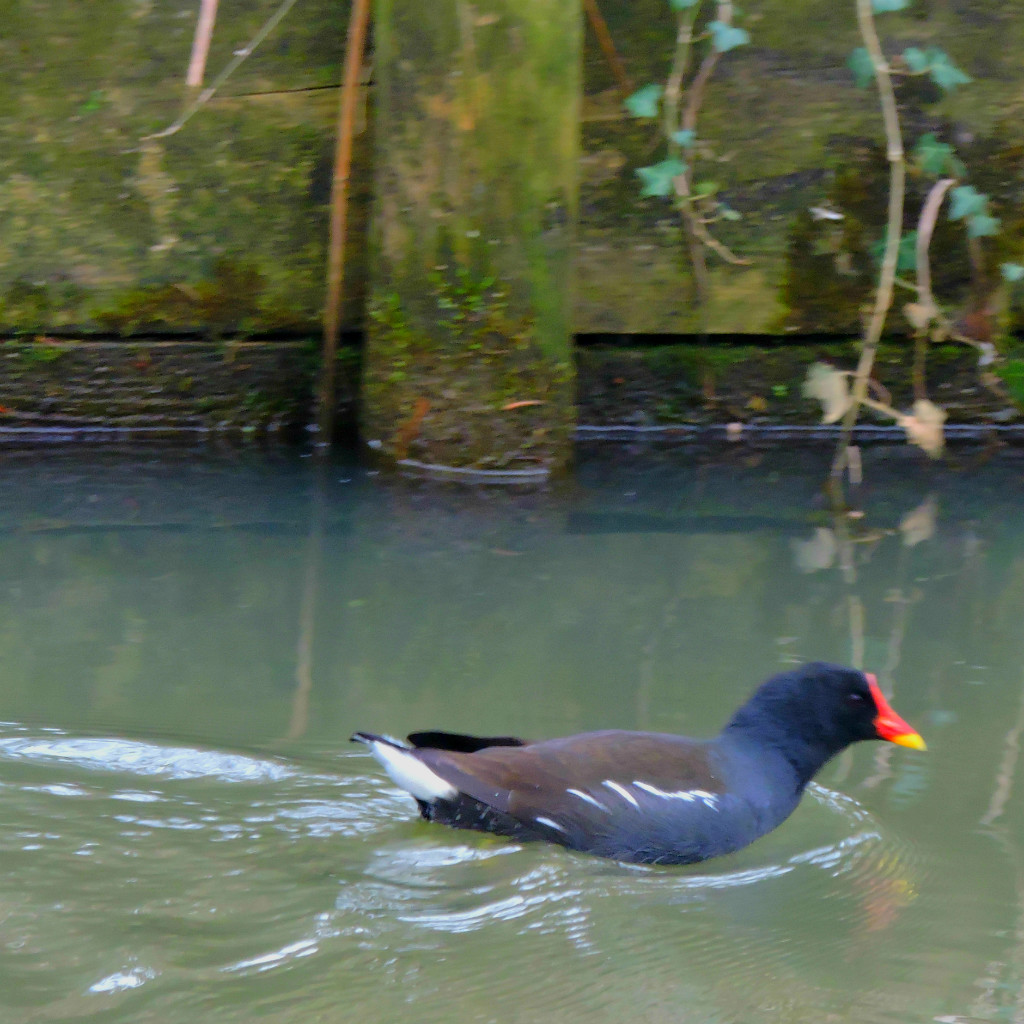 Moorhen