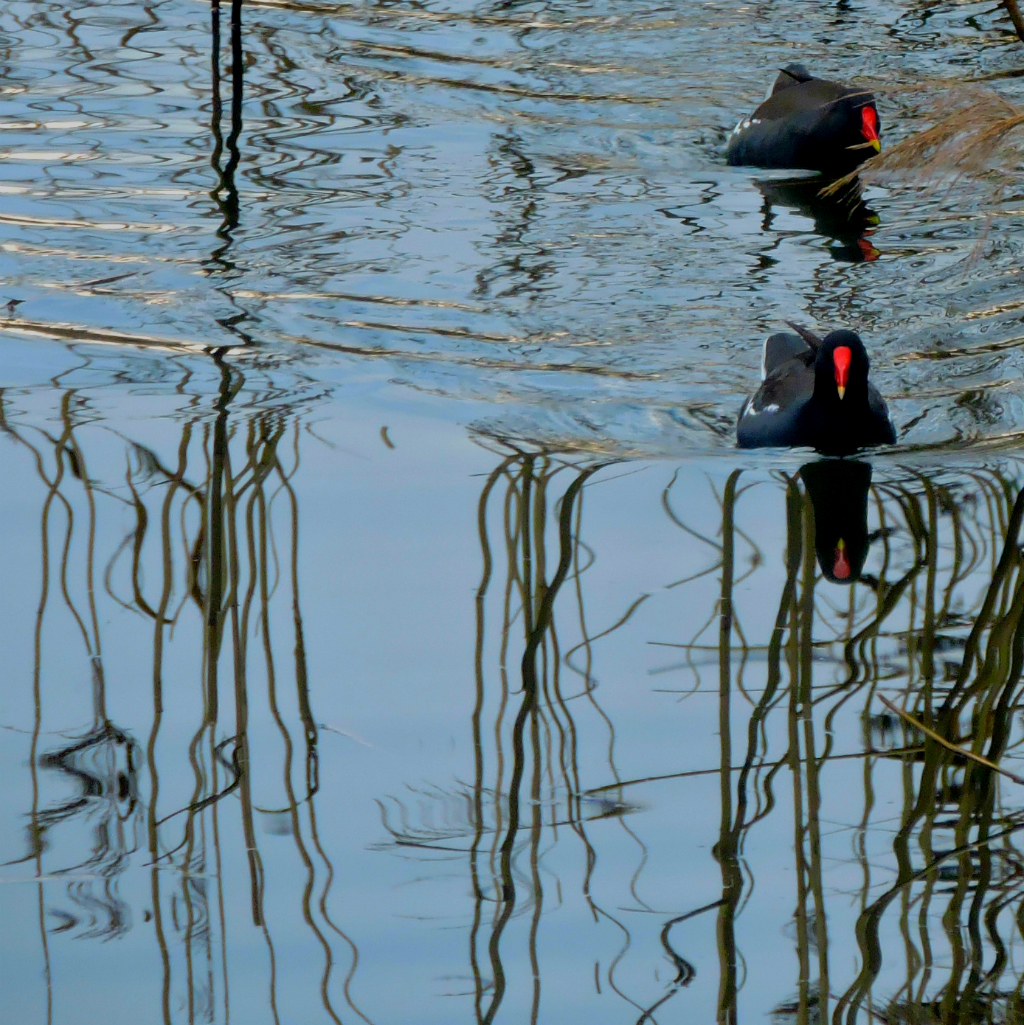 Moorhens