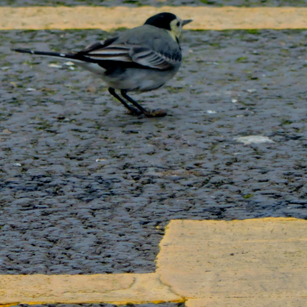 Piedwagtail