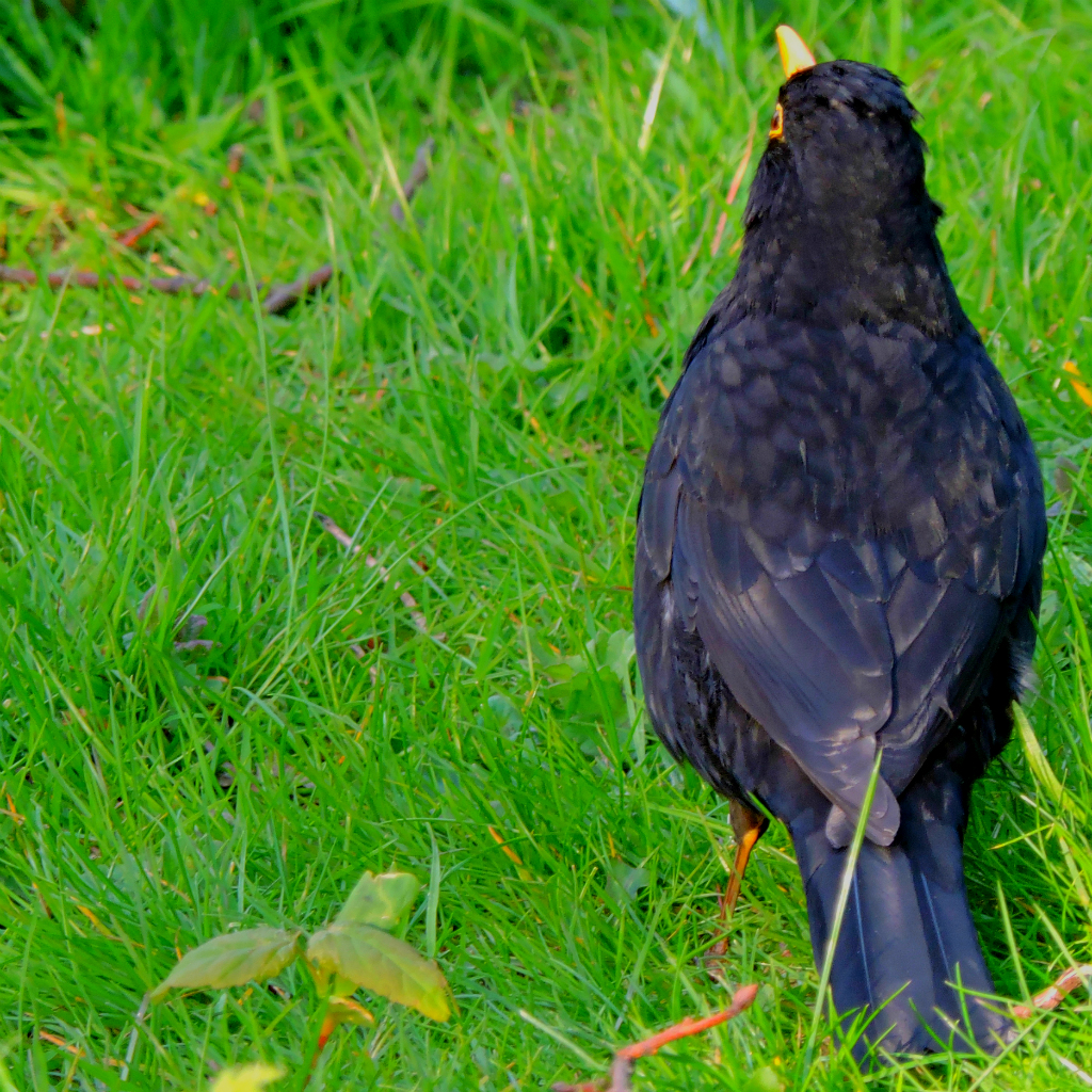 Blackbirdcloseup