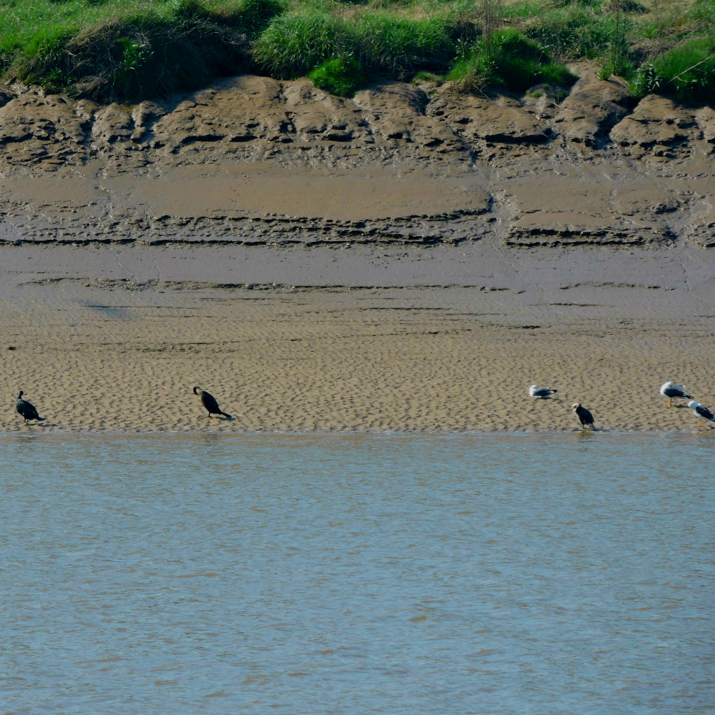 Cormorants and gulls