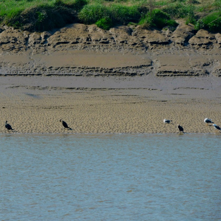 Cormorants and gulls