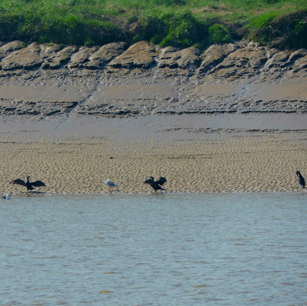 Cormorants x 3