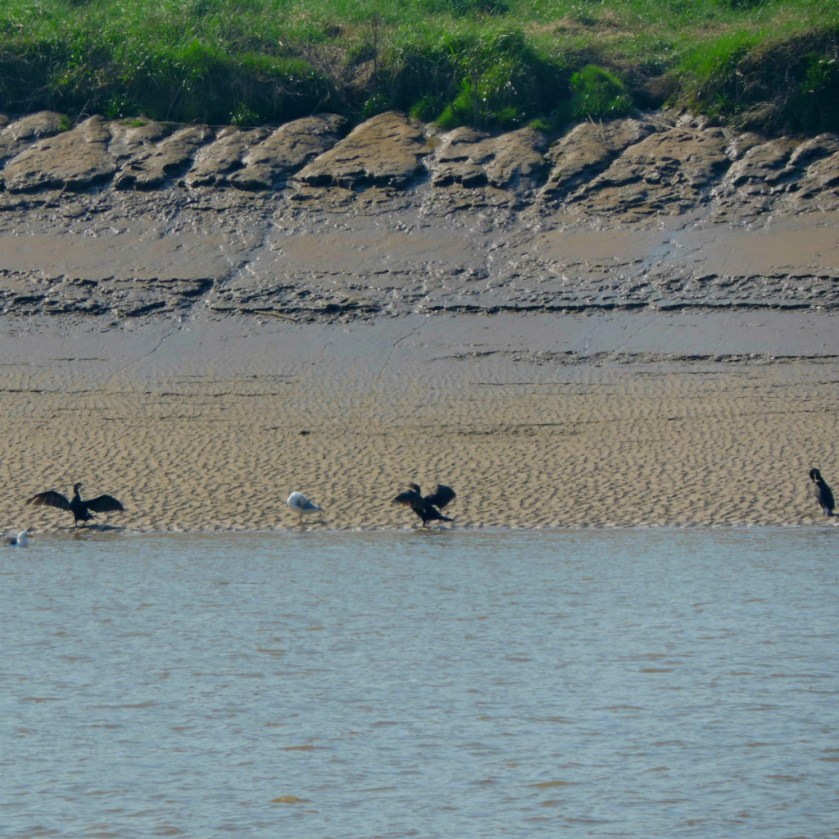 Cormorants x 3