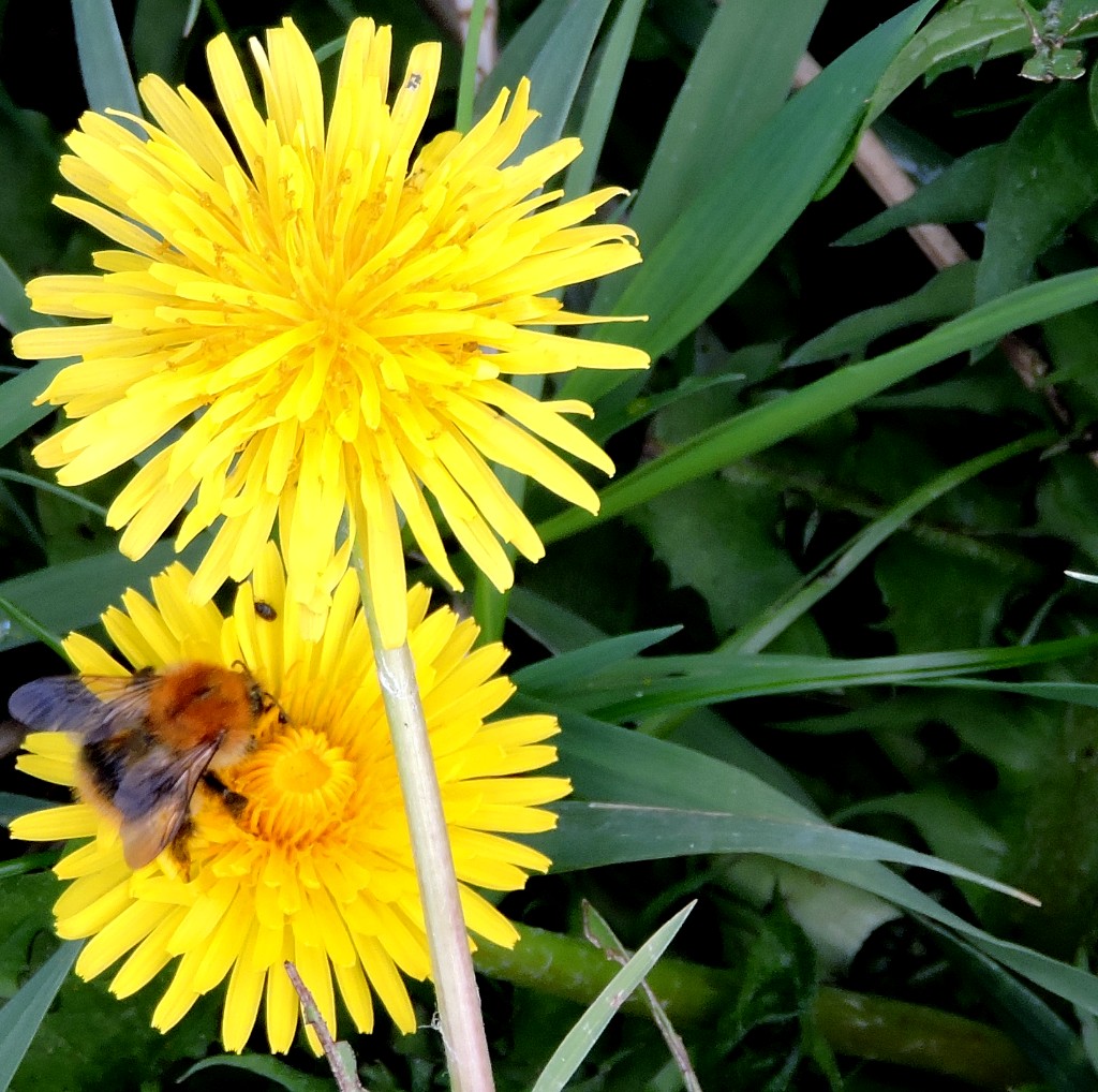 Upcoming Local Elections