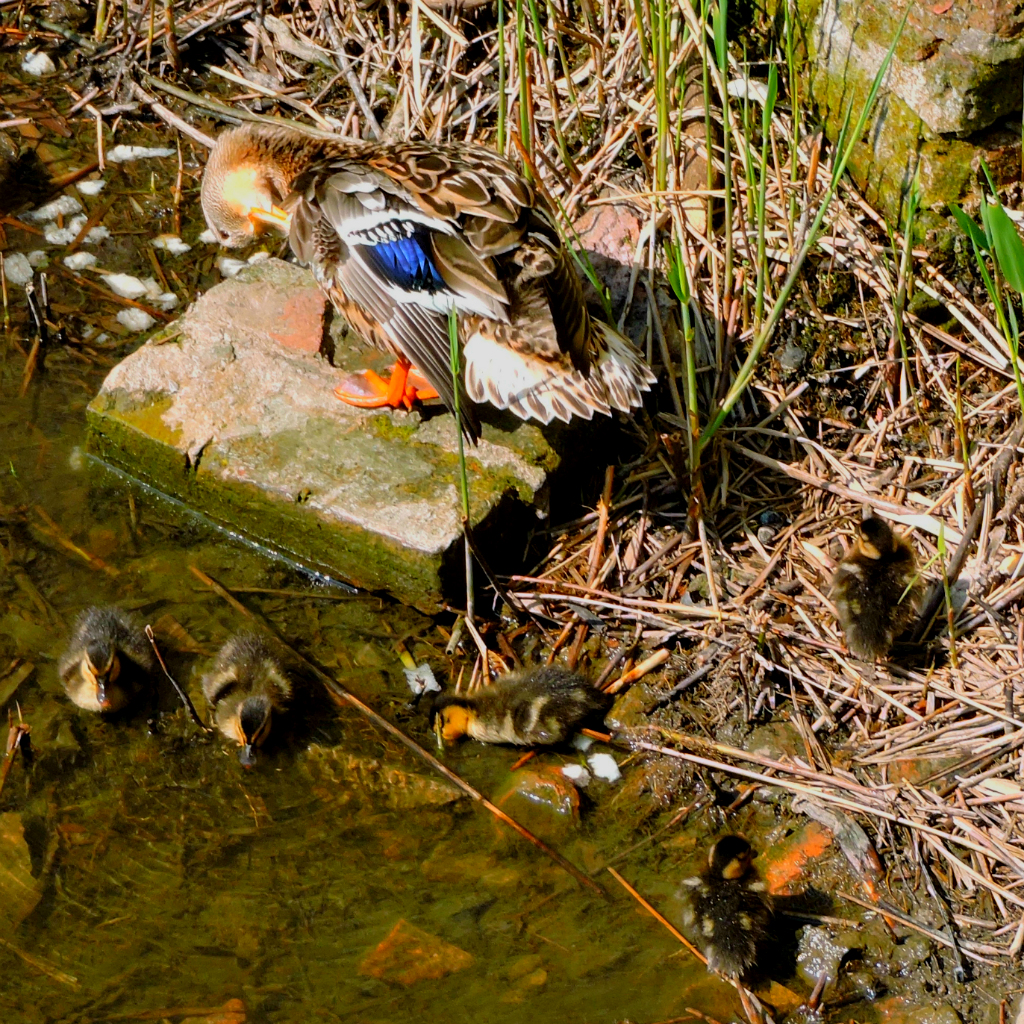 ducklings1