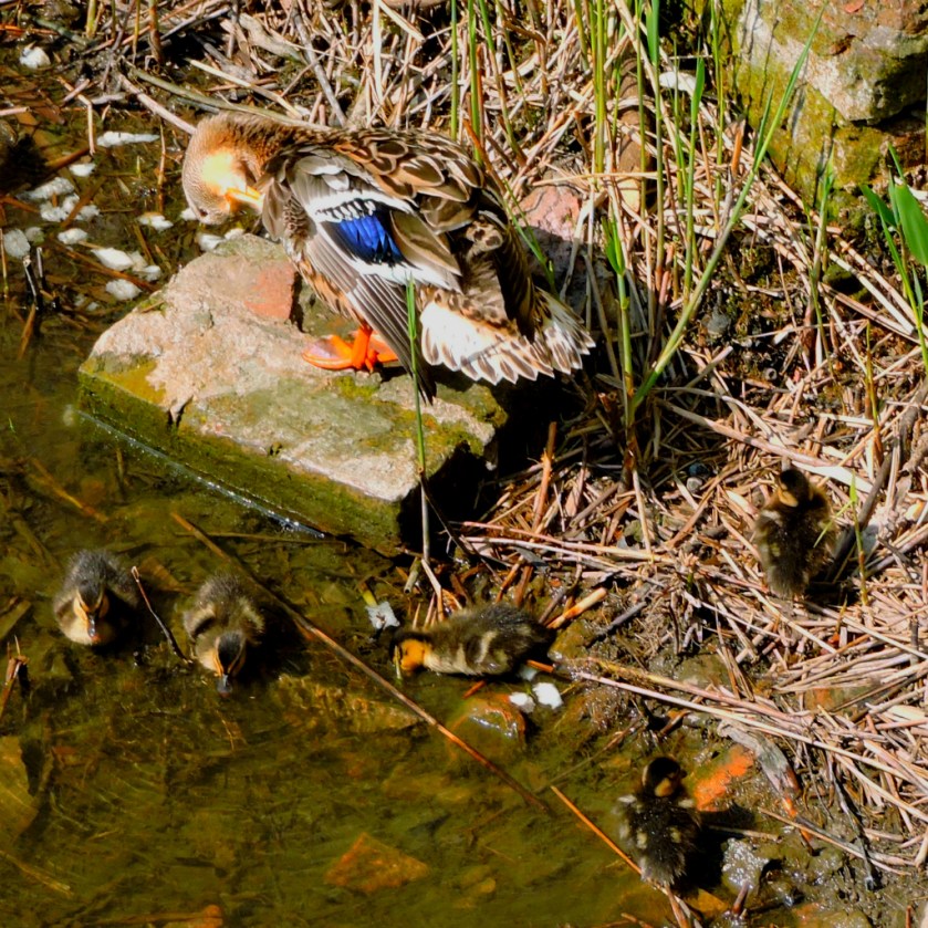 ducklings1