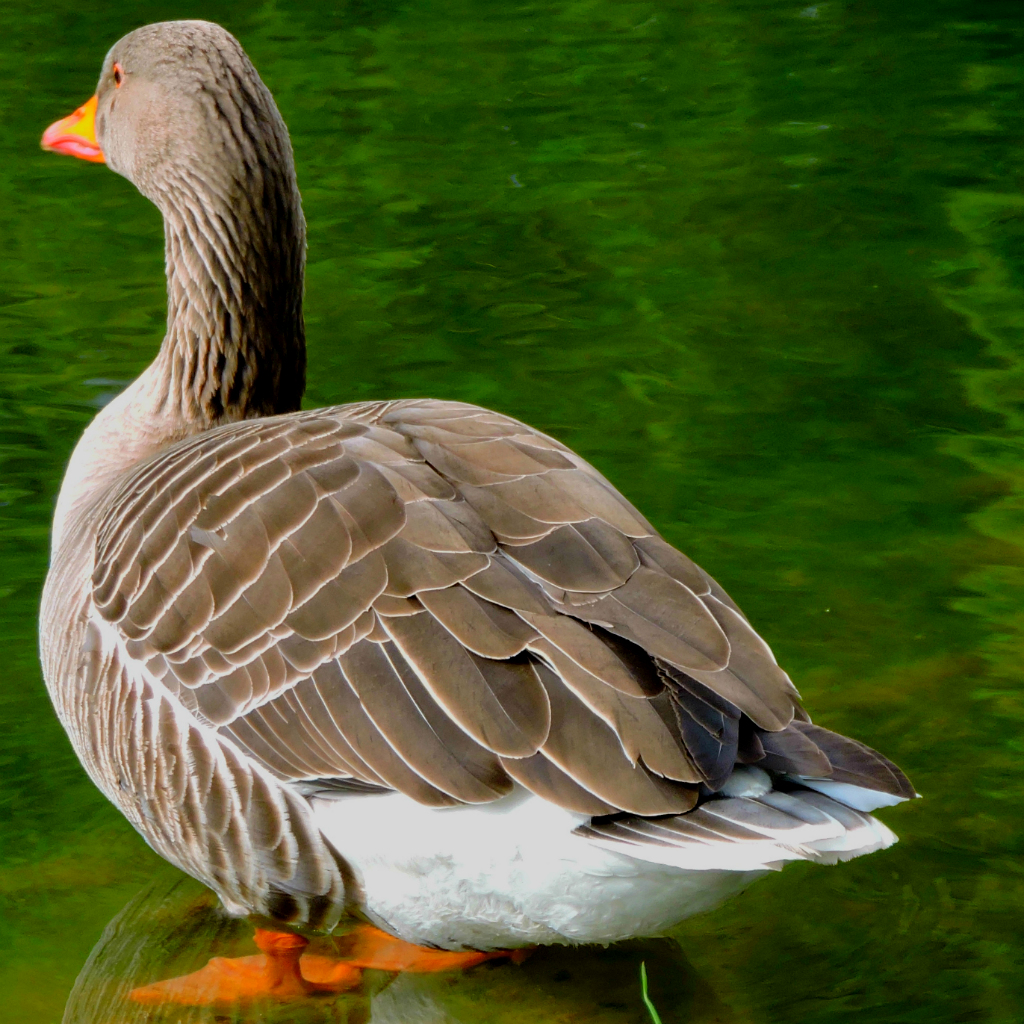 Goose1