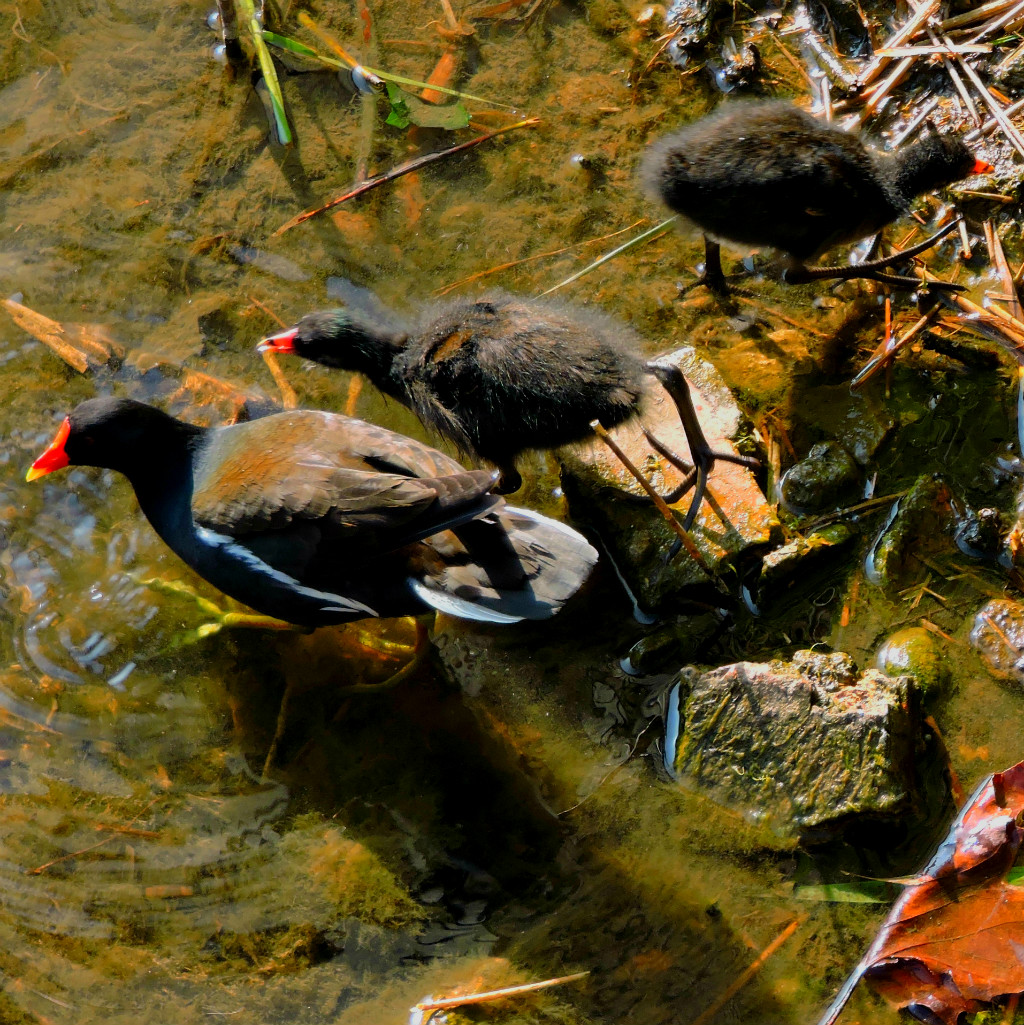 Moorhen and chicks