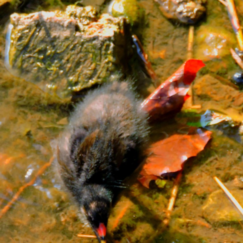 Moorhen chick