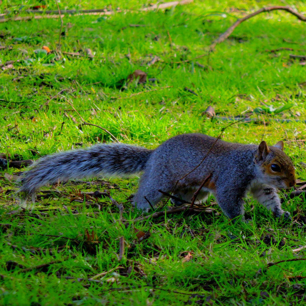 squirrel2