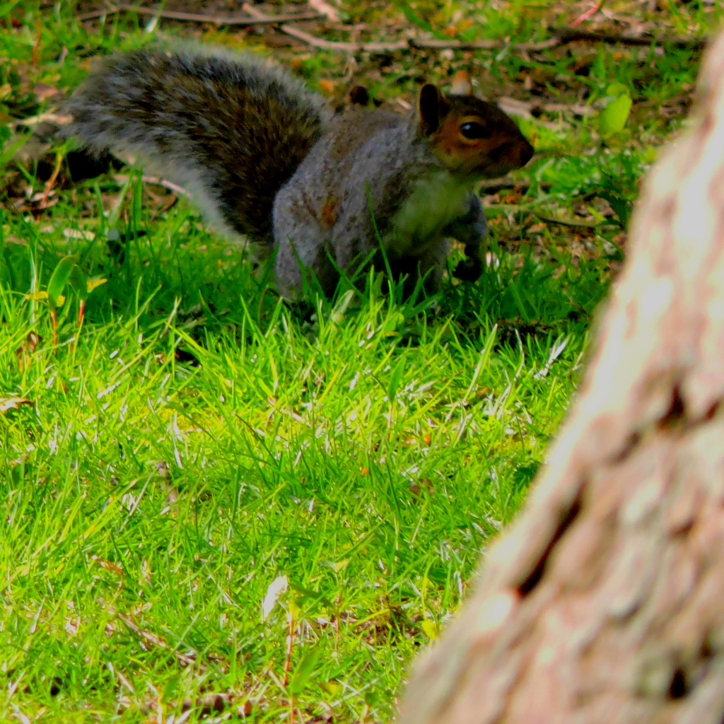 Squirrel