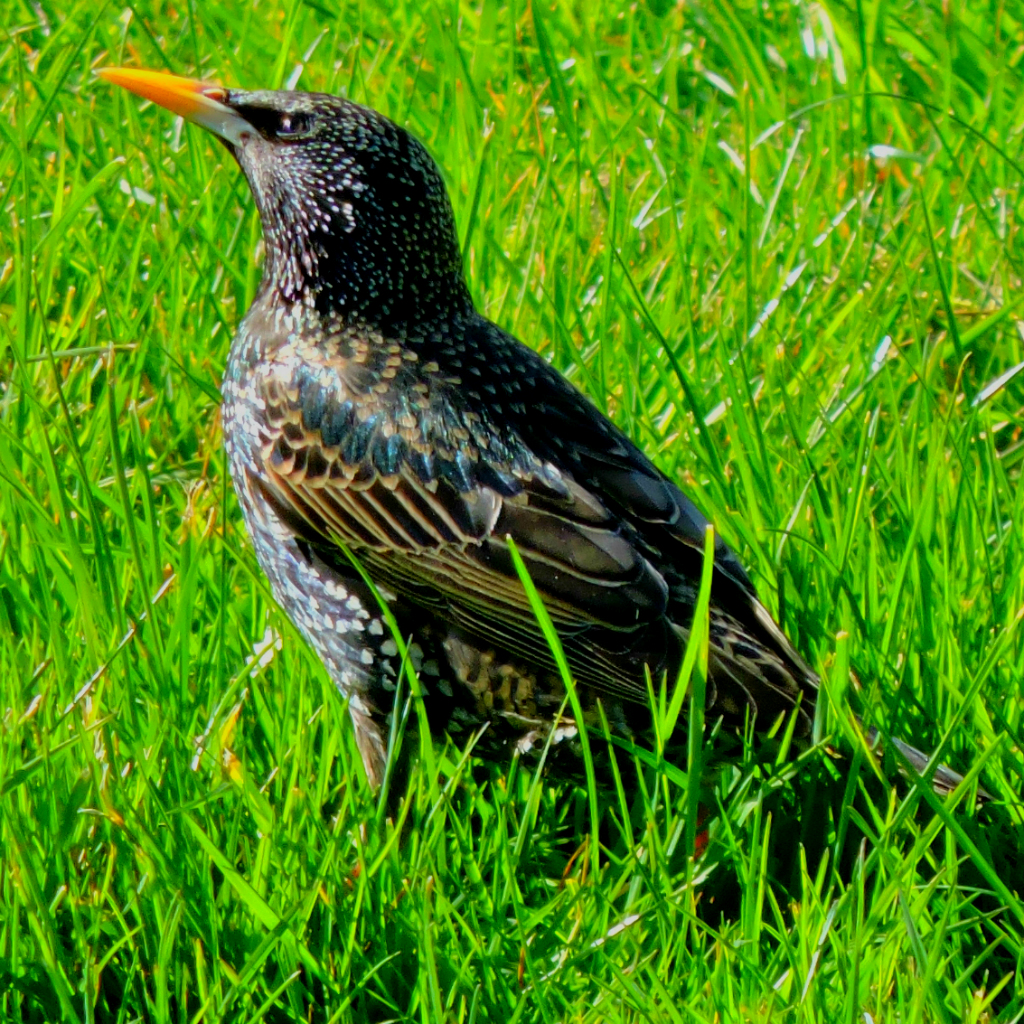 Starling in grass