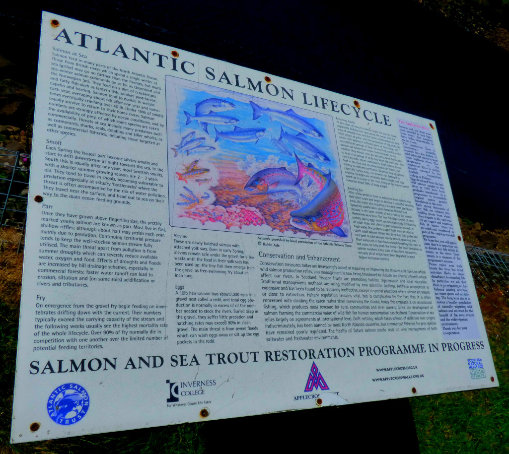 Atlantic salmon lifestyle