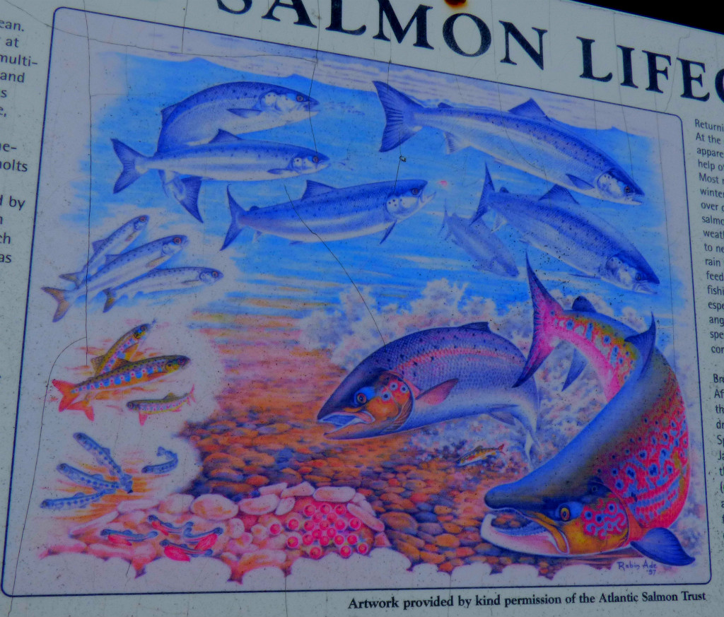 Atlantic salmon pic