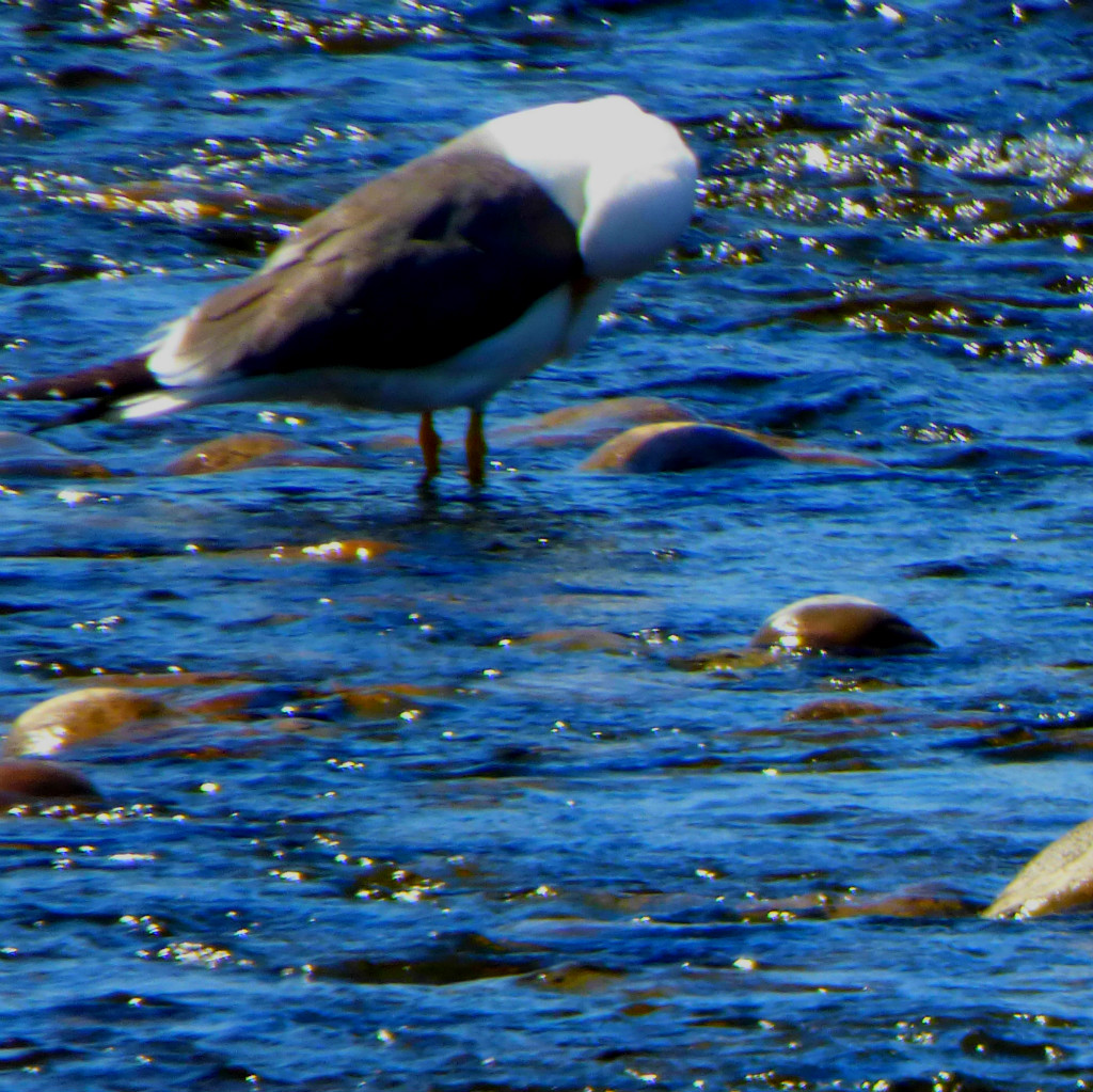 black backed gull