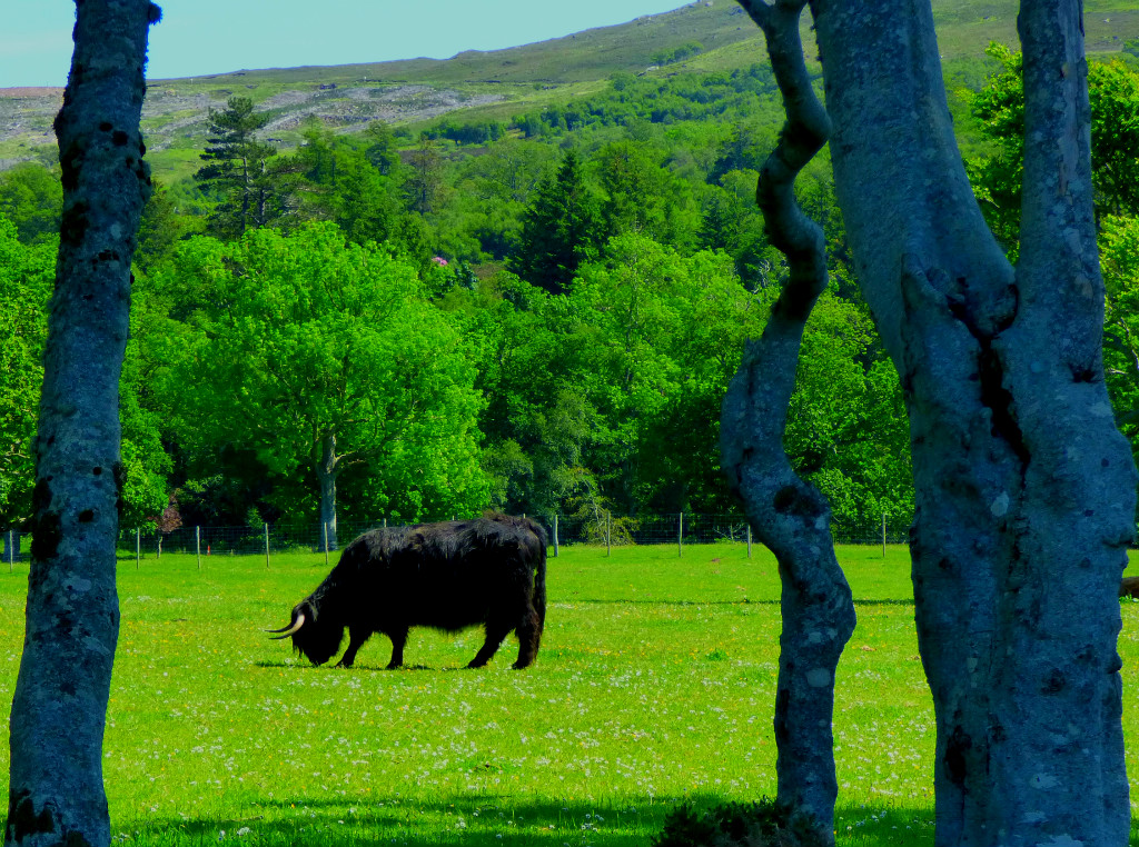 Black highland cow 2
