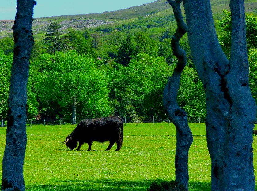Black highland cow 2